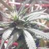 заказ семян конопли Москва White Berry feminised Paradise Seeds
