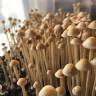 споры псилоцибиновый гриб законность Panaeolus Cyanescens