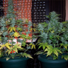 семена конопли для посадки купить Auto White Dwarf feminised