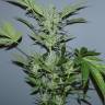 заказать на сайте семена конопли Auto White Widow x AK feminised