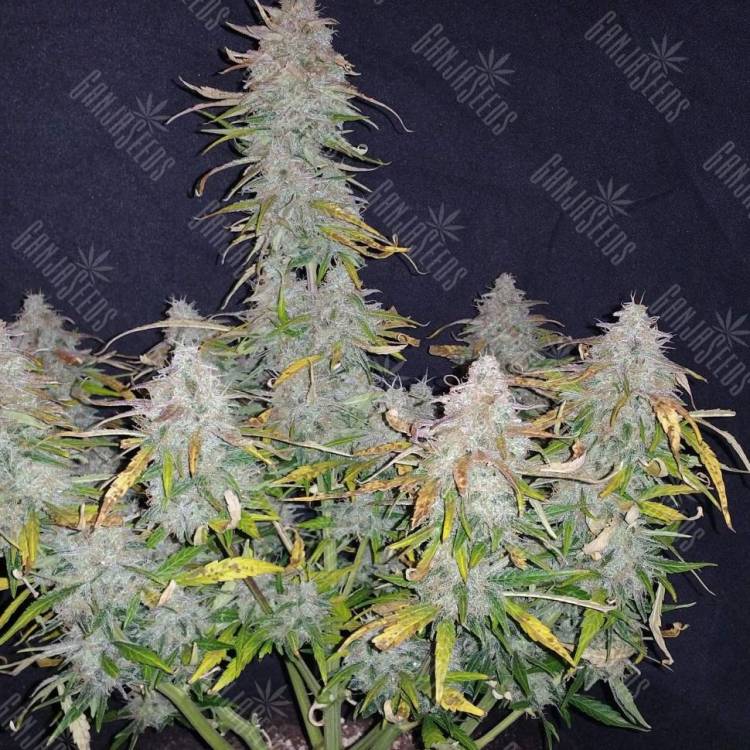 качественные семена конопли Jet 47 feminised