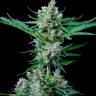мощные семена конопли Jet 47 feminised