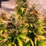 купить на сайте семена конопли Jet 47 feminised
