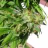 семена конопли наложенным платежом Super Lemon Haze CBD feminised Green House Seeds семена конопли наложенным платежом Super Lemon Haze CBD feminised Green House Seeds