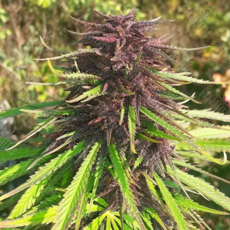 Purple#1 feminised Dutch Passion Seeds Purple#1 feminised Dutch Passion Seeds