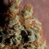 California Hash Plant feminised Dinafem Seeds