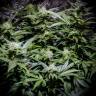 семена культурной конопли купить Auto Atameken feminised Bang Seeds