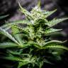семена конопли индика Auto Atameken feminised Bang Seeds