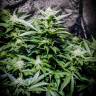 семена конопли для посадки купить Auto Atameken feminised Bang Seeds