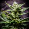 семена конопли курьером Auto Atameken feminised Bang Seeds