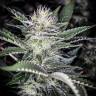 семена конопли для курения Auto Atameken feminised Bang Seeds