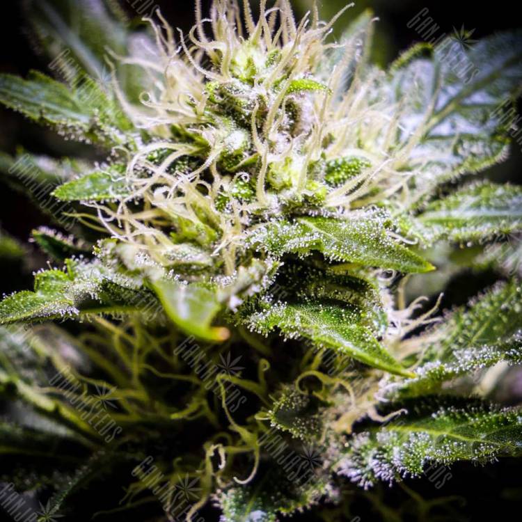 где заказать семена конопли Auto Atameken feminised Bang Seeds