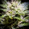 где заказать семена конопли Auto Atameken feminised Bang Seeds