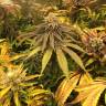 семена конопли дешево Lemon Kush regular Ganja Seeds семена конопли дешево Lemon Kush regular Ganja Seeds