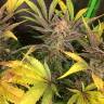 семена конопли с доставкой Lemon Kush regular Ganja Seeds семена конопли с доставкой Lemon Kush regular Ganja Seeds