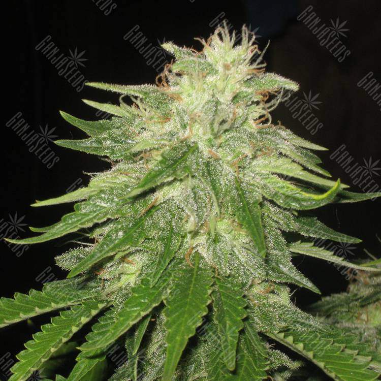 семена конопли автоцвет Auto Super Hash regular