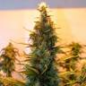 семена сортовой конопли Auto Lowryder #2 feminised Doctors Choice