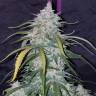семена конопли дешево Auto Pineapple Express feminised Fast Buds