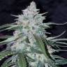 семена индийской конопли Auto Pineapple Express feminised Fast Buds