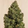 семена конопли аутдор Blue Dream CBD feminised Humboldt Seeds