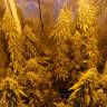 семена конопли сорта сатива Haze 1 feminised Nirvana Seeds