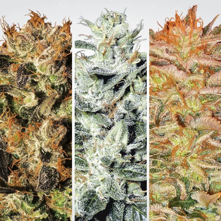 семена конопли Indica Champions Pack feminised Paradise Seeds семена конопли Indica Champions Pack feminised Paradise Seeds