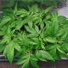 семена индийской конопли Galaxy CBD feminised Pyramid Seeds