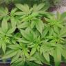 мощные семена конопли Galaxy CBD feminised Pyramid Seeds