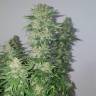 семена культурной конопли купить Medical Mass CBD feminised Royal Queen