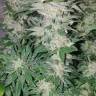 семена конопли индика Medical Mass CBD feminised Royal Queen