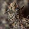 семена культурной конопли купить Sweet Pure CBD feminised Sweet Seeds