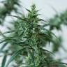 семена конопли индика Sweet Pure CBD feminised Sweet Seeds