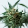 семена конопли курьером Sweet Pure CBD feminised Sweet Seeds