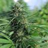 Green Crack feminised Ganja Seeds лучшие семена каннабиса в интернете Green Crack feminised Ganja Seeds лучшие семена каннабиса в интернете