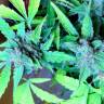 мощные семена конопли Auto Blueberry x Sweet Tooth feminised