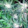 семена конопли в фирменной упаковке Auto Blueberry x Sweet Tooth feminised