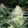 автоцветущие семена конопли Auto Blueberry x Sweet Tooth feminised