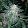 семена конопли f1 в оригинальной упаковке Auto Blueberry x Sweet Tooth feminised