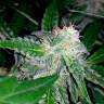 семена сортовой конопли Auto Blueberry x Sweet Tooth feminised