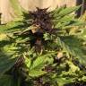 Shaman feminised Dutch Passion Seeds
