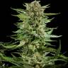 Cheese feminised Dinafem Seeds Cheese feminised Dinafem Seeds