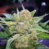 семена конопли в фирменной упаковке Auto Rhino Ryder feminised Fast Buds