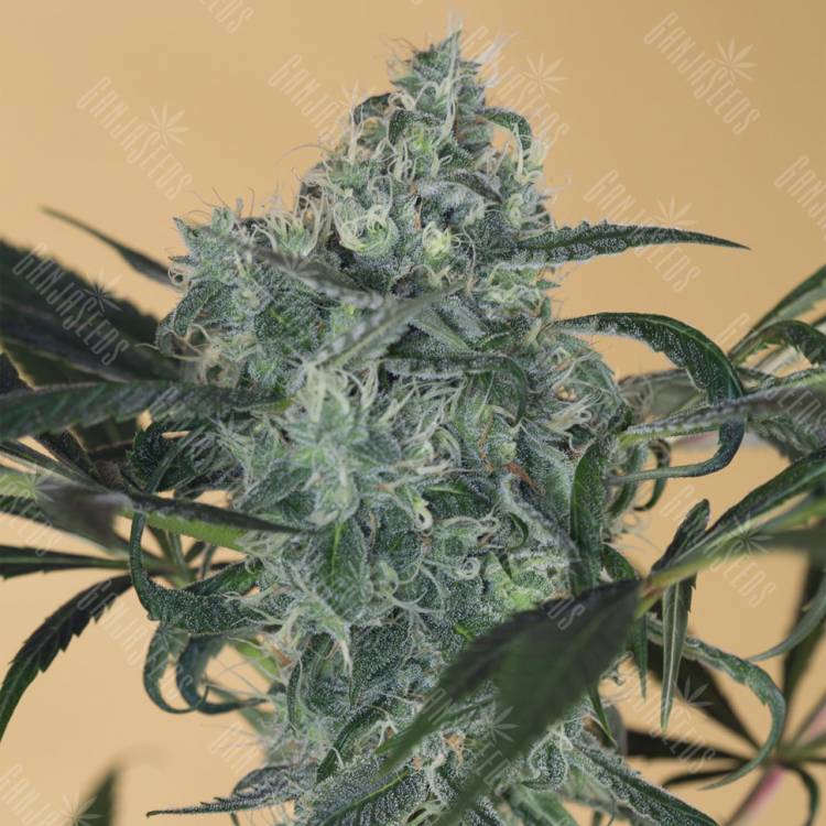 семена конопли гидропоники Green Crack CBD feminised Humboldt Seeds семена конопли гидропоники Green Crack CBD feminised Humboldt Seeds