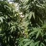 заказ семян конопли Спб Ice feminised Nirvana Seeds заказ семян конопли Спб Ice feminised Nirvana Seeds