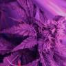 семена конопли для выращивания Sweet Skunk F1 Fast Version feminised Sweet Seeds семена конопли для выращивания Sweet Skunk F1 Fast Version feminised Sweet Seeds
