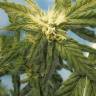Flowershell Bomb feminised Ganja Seeds купить семена каннабиса 