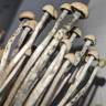 купить споры псилоцибиновых грибов Panaeolus Cyanescens Hawaii