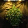 семена конопли в интернете Auto Northern Lights x White Widow feminised
