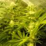 семена конопли сорта сатива Auto Pineapple regular
