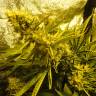 семена конопли для выращивания Auto Pineapple regular